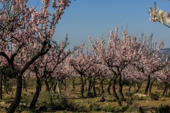 Foz-Côa-Amendoeiras-em-flor