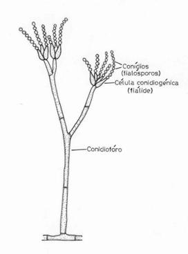 Deuteromycota_Penicillium_1