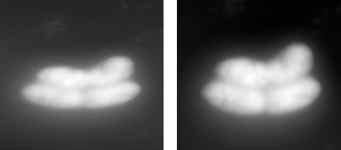 Two AFM images showing effects of sample drift